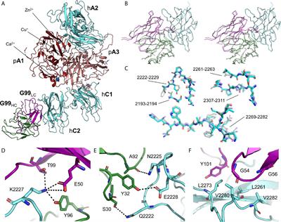 Structure of Blood Coagulation Factor VIII in Complex With an Anti-C2 Domain Non-Classical, Pathogenic Antibody Inhibitor